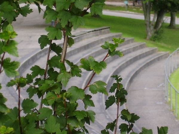 TSV Köngen (5)