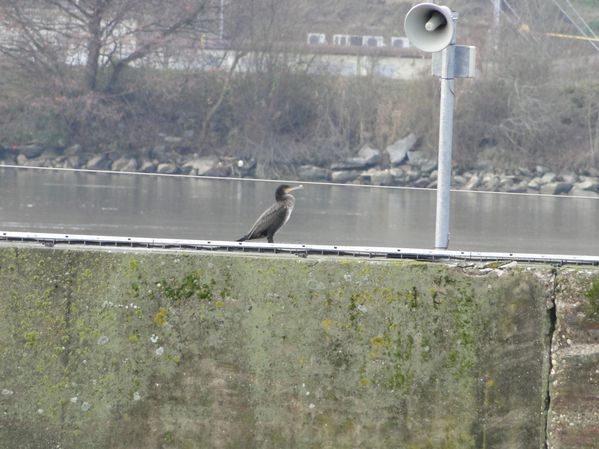 DSC02087