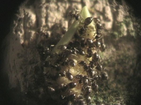 Lasius-niger-pomme--3-.jpg