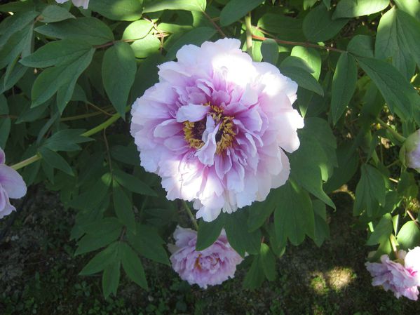 5pivoine arbustive 005