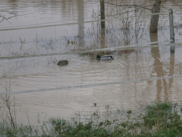 Jonzac--20-01-2013-011.JPG