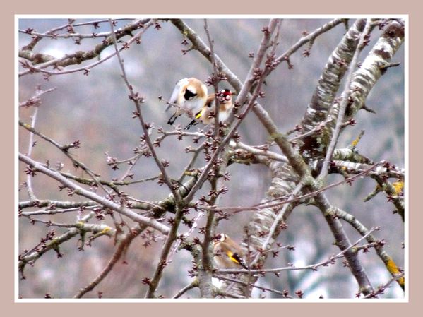 Oiseaux de nos jardins (12)