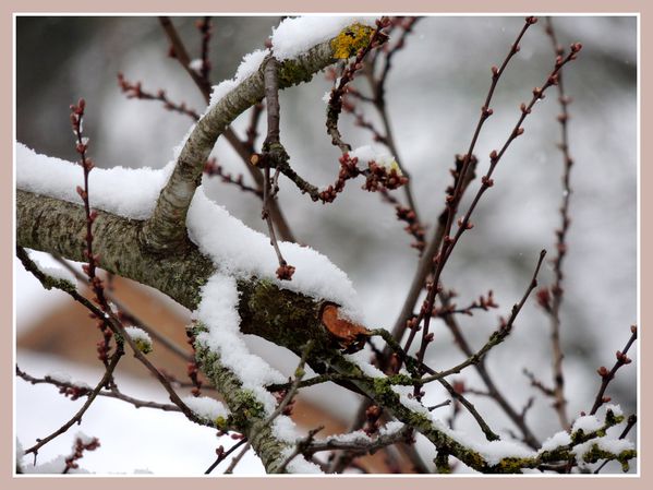 Oiseaux de nos jardins (23)