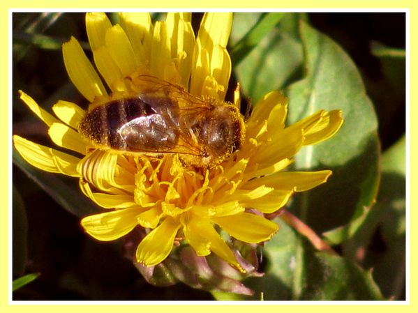 Fleurs,insectes et nature par JP (12)