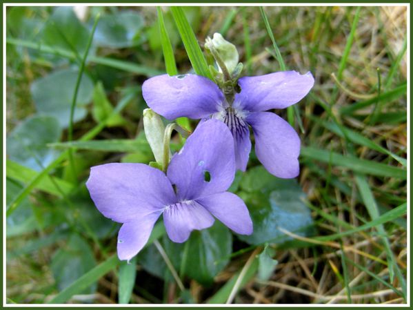 Fleurs.Plaisir des yeux (12)