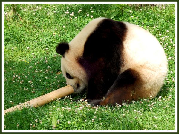 Pandas Geants.Beauval.JP (10)