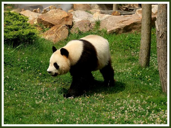 Pandas Geants.Beauval.JP (11)