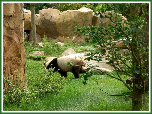 Pandas Geants.Beauval.JP (5)