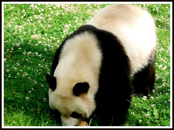 Pandas Geants.Beauval.JP (9)