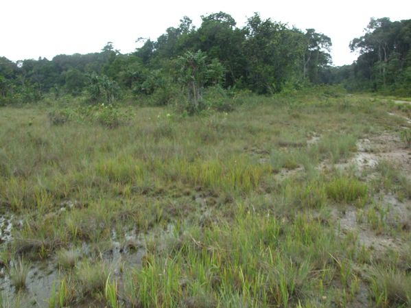 Biotope Savane de Cavalet (2)