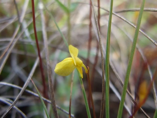 Utricularia adpressa savane Marivat (8)