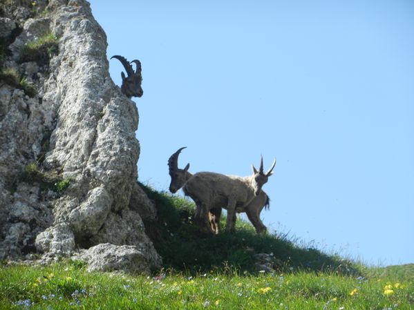 2012 06 28 Abondance (107)