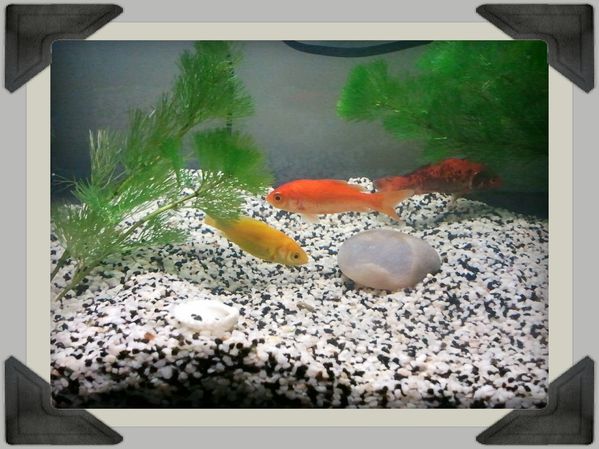 Poissons-rouges.jpg