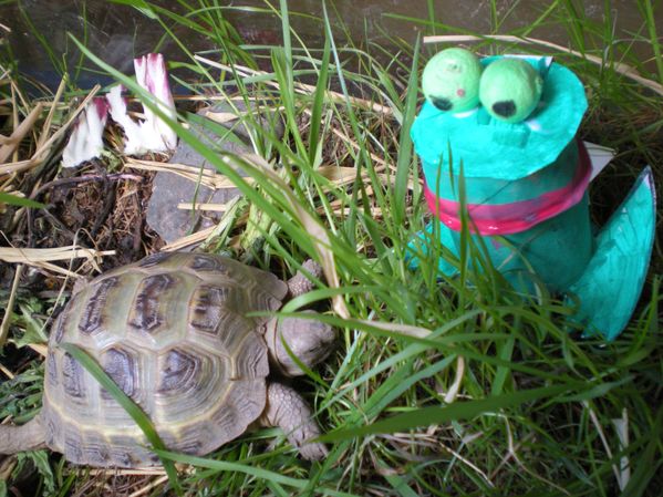 activité grenouille