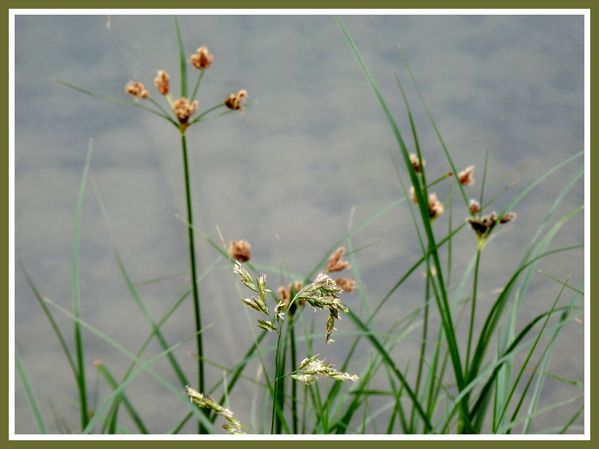 Fleurs de berges.Fleuve (14)