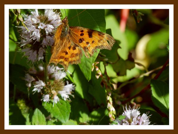 FDG.Fleurs.Papillons de riviere (72)