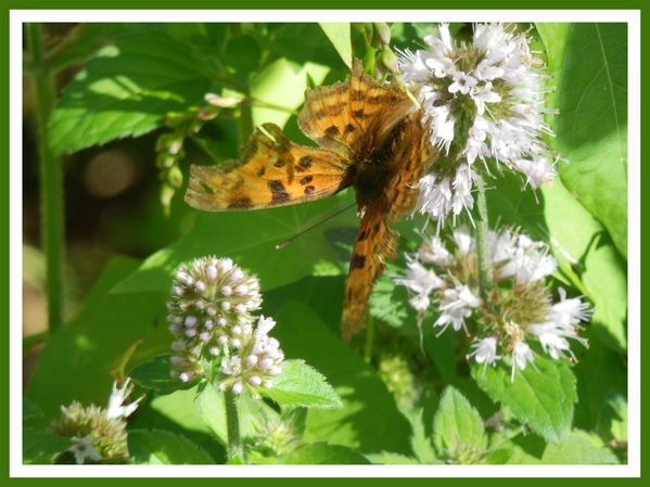 FDG.Fleurs.Papillons de riviere (75)