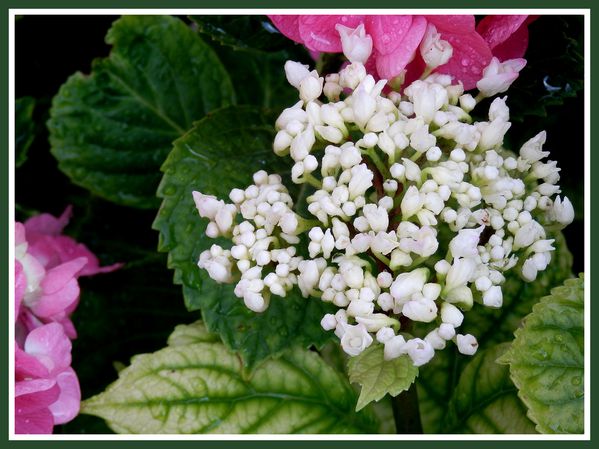 Fleurs d'été.Jipé .Orage (29)