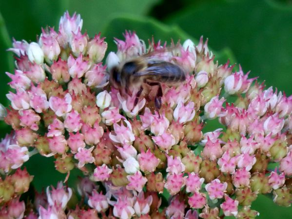 Abeilles sur Sebum (10)