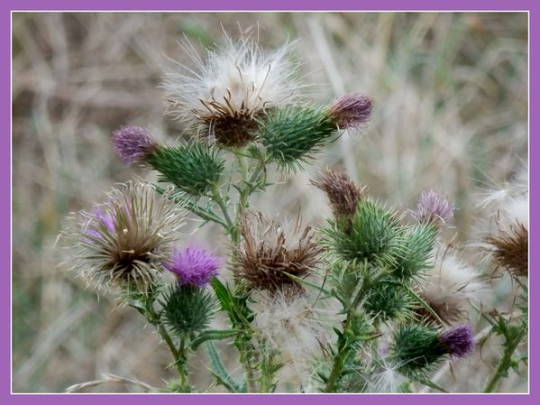 Fleursd'été de talus.Jipé (4)