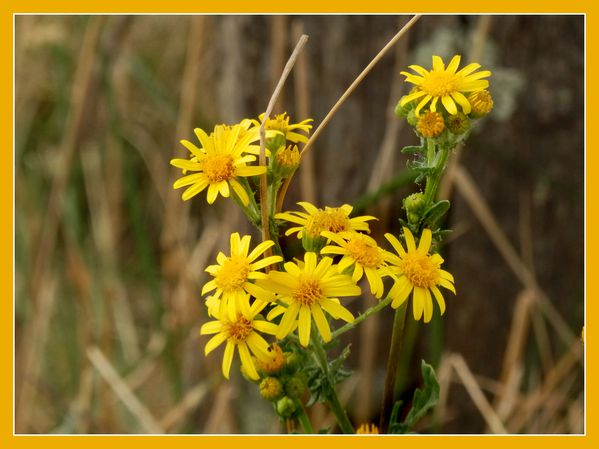 Fleursd'été de talus.Jipé (5)