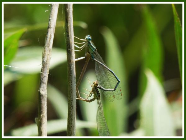 Libellule.Riviere.Fleur (11)