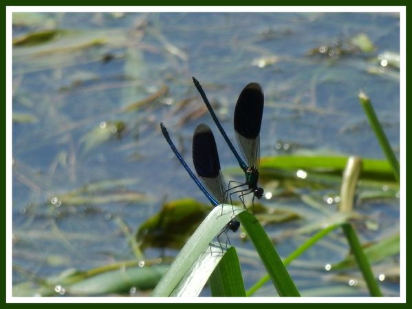 Libellule.Riviere.Fleur (19)