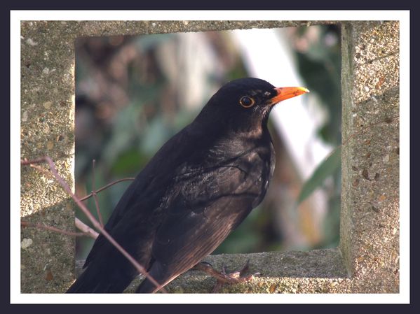 Oiseaux des jardins (3)