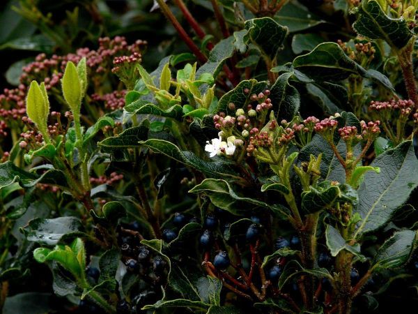 Laurier-tin-fleurs-et-fruits