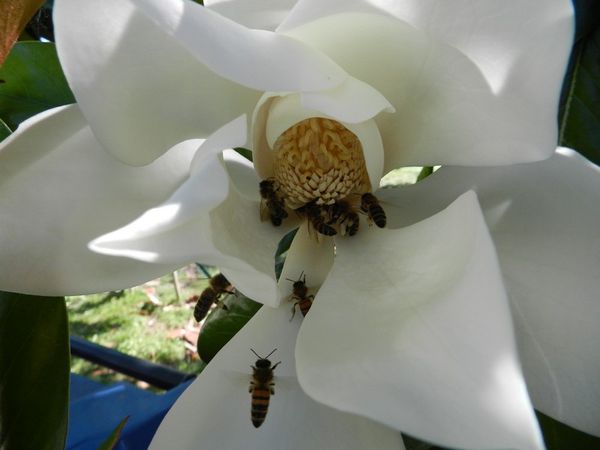20120707-magniola-abeille-Leguevin-005.jpg