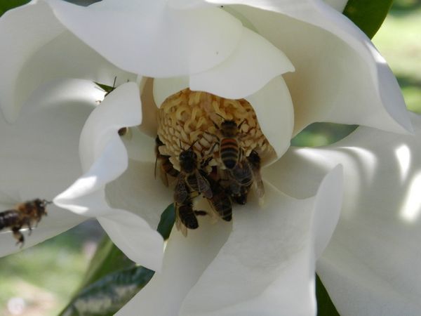 20120707-magniola-abeille-Leguevin-008.jpg