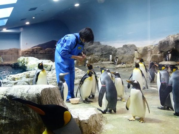 Nagasaki Penguin Aquarium - 3