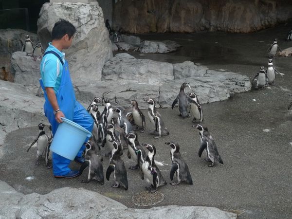 Nagasaki Penguin Aquarium - 4