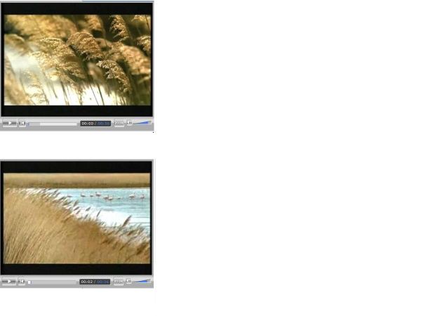 2005 BMW flamants roses pub 01-02