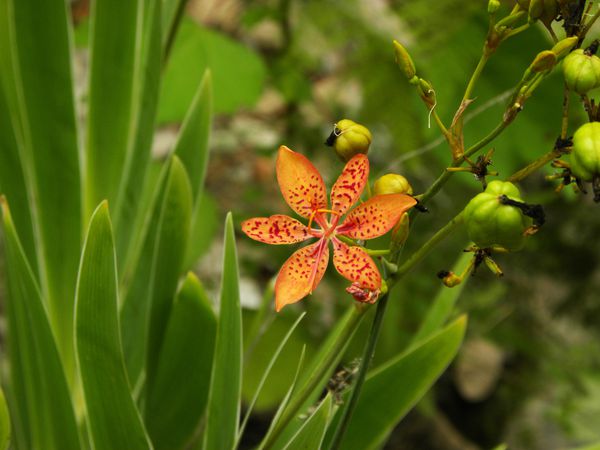 Bresil Bahia Fleur orangexx1