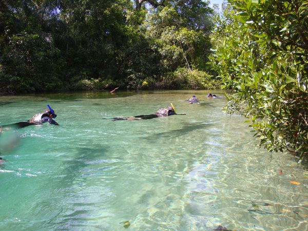 Bresil Bonito Rio Prata Ballade Poisson0