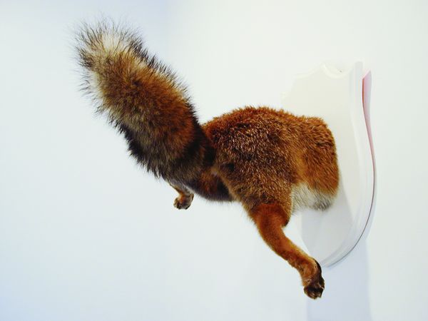 troché renard 2005 2 NET