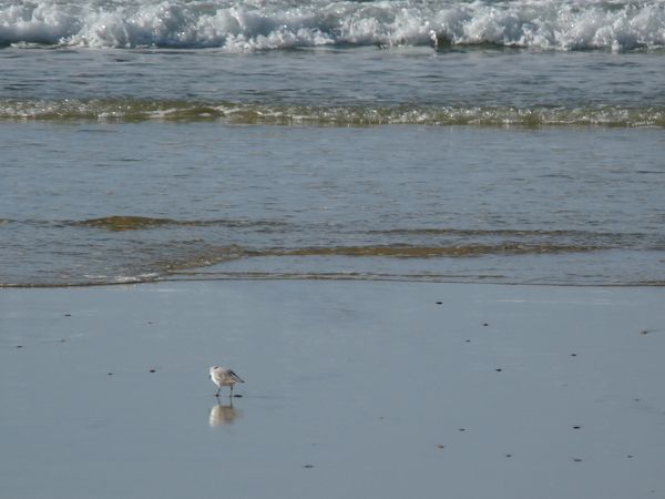 Biscarosse-plage le 18 janvier 2010 019