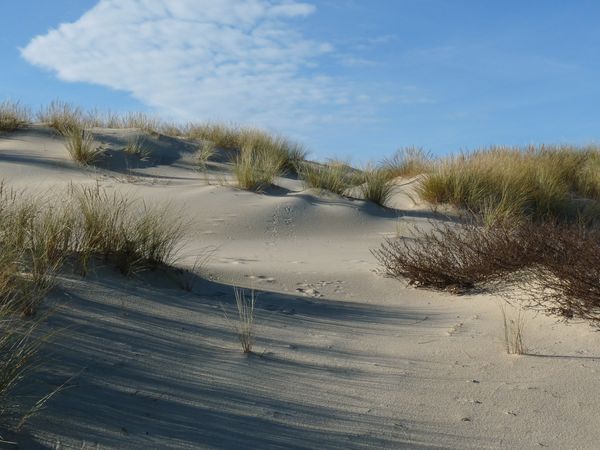 Biscarosse-plage le 18 janvier 2010 021