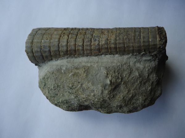 138-Spyroceras-pseudocalamiteum-Silurien-Gotland-1A-10cms