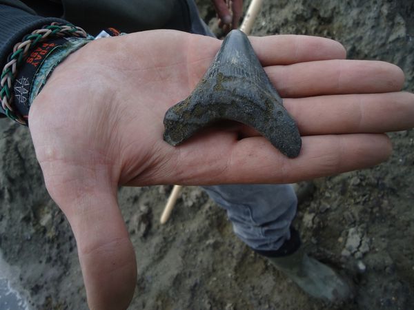 Yannick-Anvers-Miocene-Megaselachus-megalodon-3B-65mms