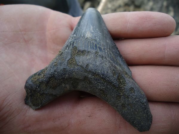 Yannick-Anvers-Miocene-Megaselachus-megalodon-3C-65mms