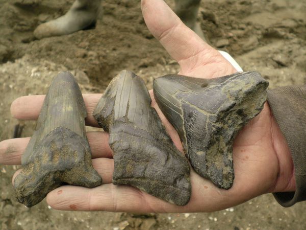 Paleoman-Thierry-Yannick-Anvers-Miocene-Megaselachus-Megalo