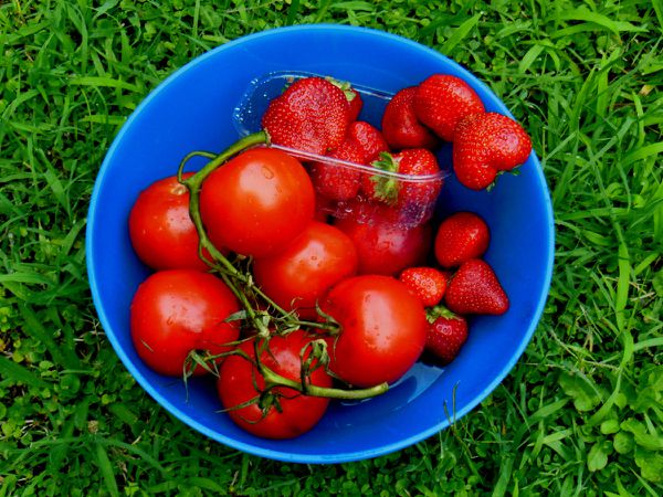 Petite taille pour blog - Fraises, tomates et nectarines