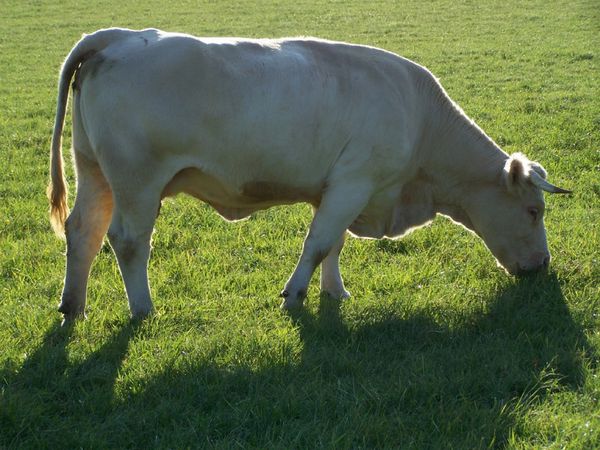 Jolie jeune vache charolaise pour Br'1