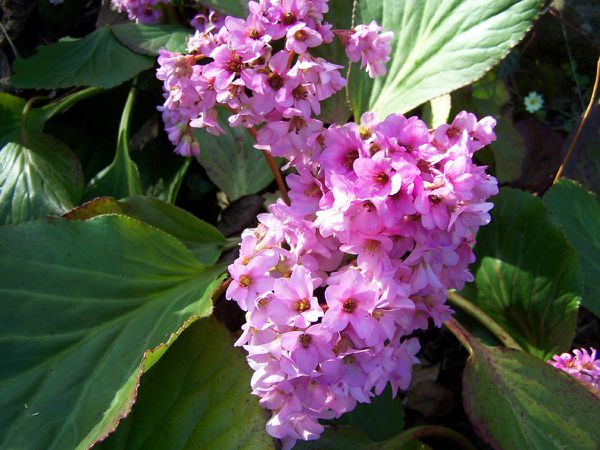 Chez Dut - 20 mars 2011 - Bergenia