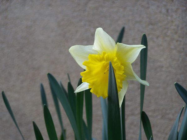 Chez Dut - 20 mars 2011 - Narcisse