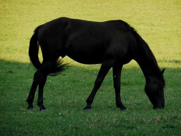Balade du 7 septembre 2014 - photo 03 - cheval noir