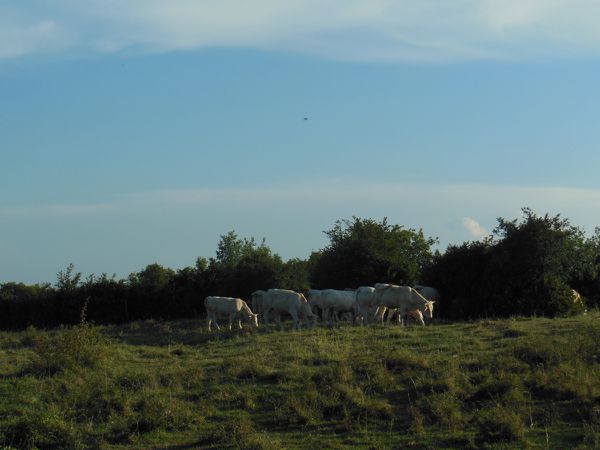 Vaches du 7 septembre - photo 02