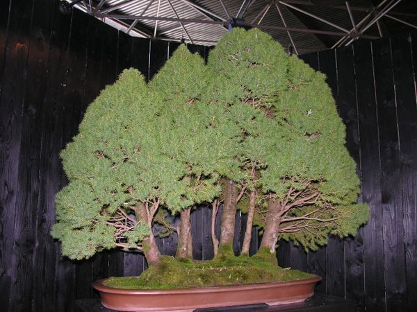 Bonsai-irada-buki.jpg